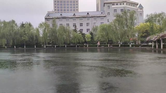 柳湖烟雨 #垂柳 #雨景 #柳树 #雨中看雨