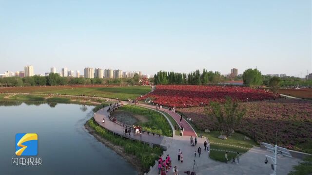 昌乐:垃圾场变“花海” 城市风景美如画