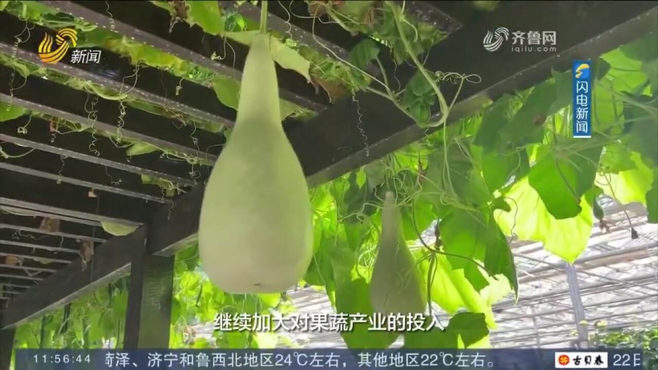 4000米高原上种出“寿光菜”!济南援藏助力白朗果蔬产业发展