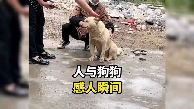 人与狗狗感人瞬间