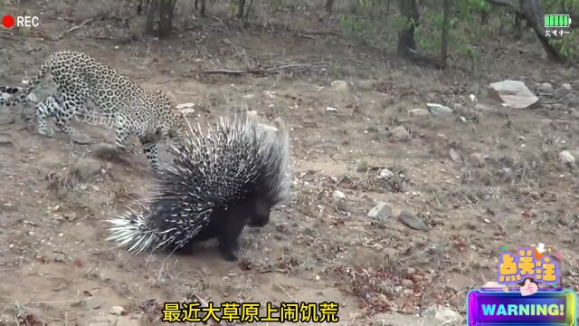 打工豹想要吃豪猪肉,使劲手段被累趴下了