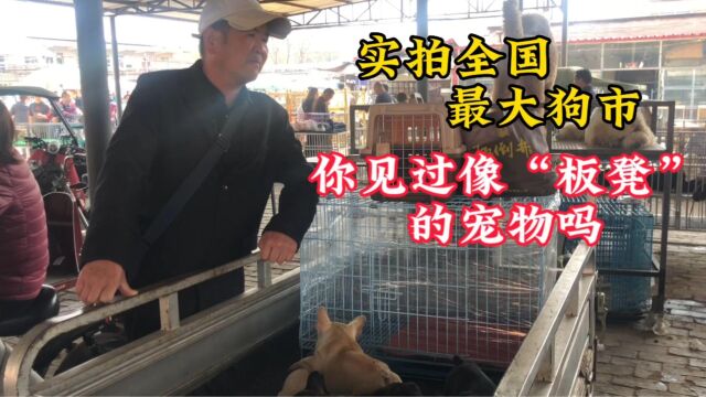 实拍全国最大狗市,你见过像“板凳”的宠物吗?各种名犬应有尽有