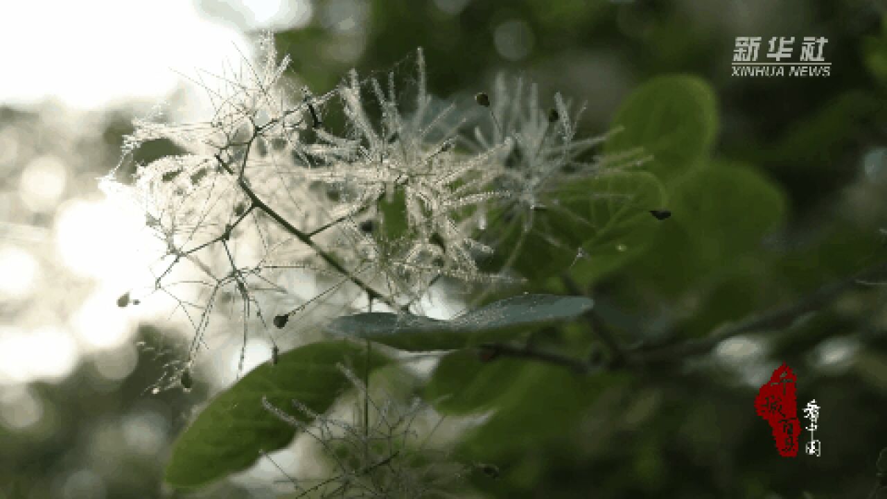 千城百县看中国|山东巨野:黄栌花开如云似雾