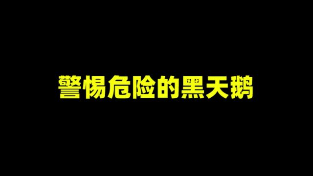 什么是黑天鹅事件?