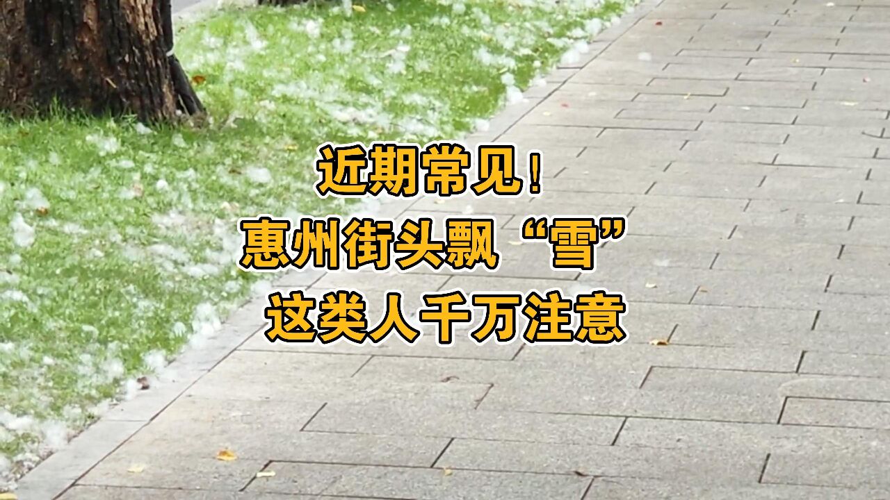 惠州街头飘“雪”?