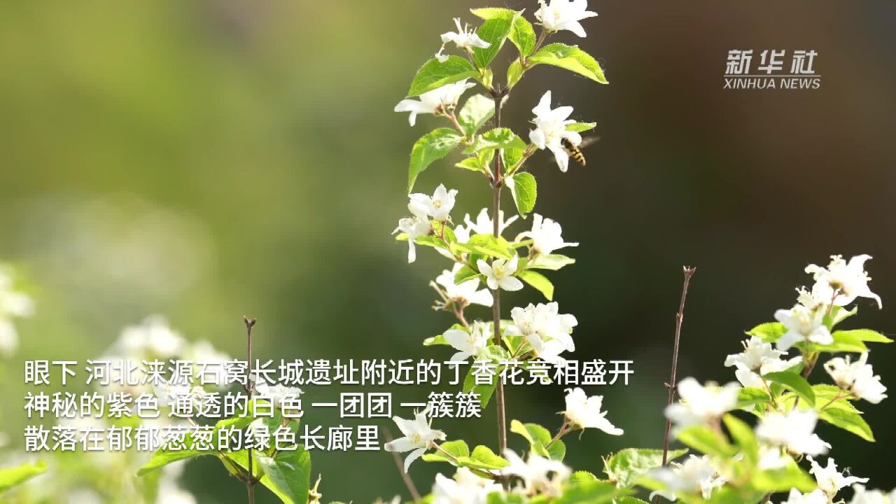 河北涞源:丁香花开长城内外