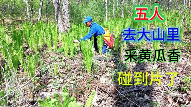 5人上山去采山野菜,满山坡都是黄瓜香,真是太兴奋了!