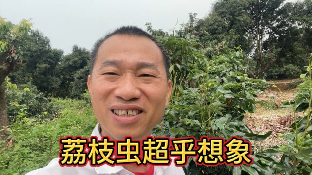 荔枝种植管理,几天的时间被虫子吃精光,荔枝虫超乎想象