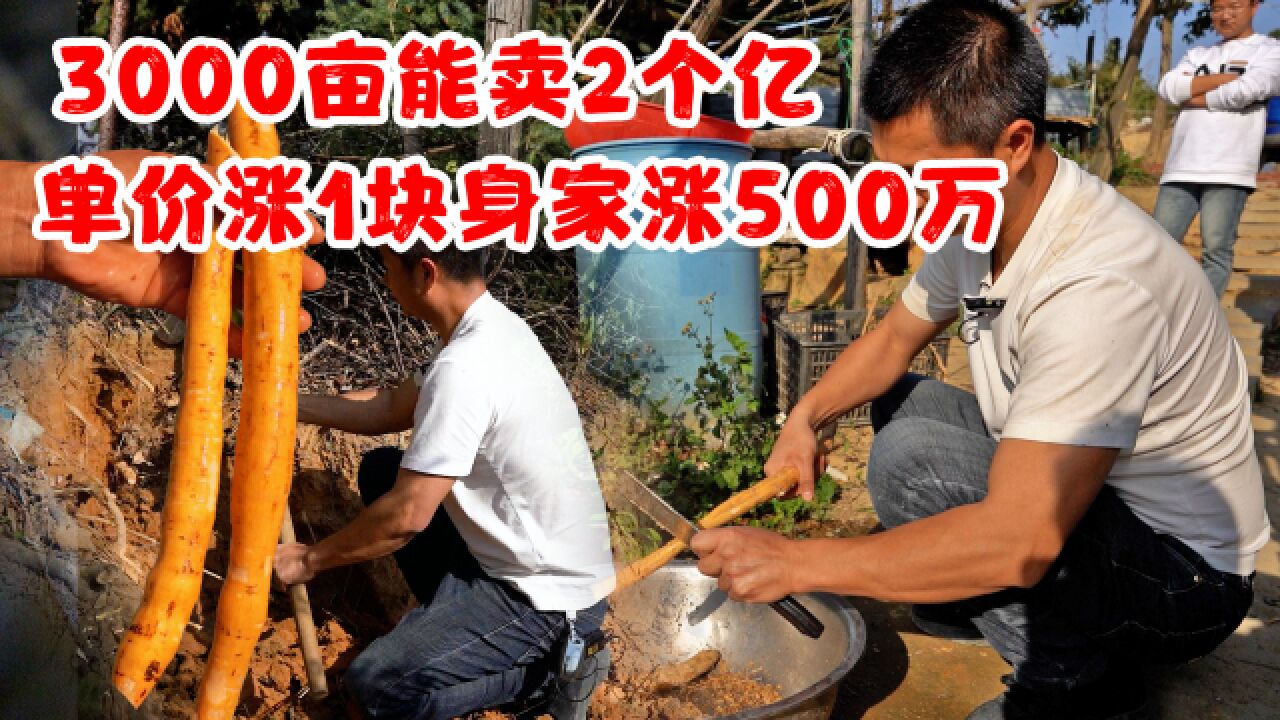 大叔3000万种牛大力7年,价值2个亿,单价涨1块身家涨500万