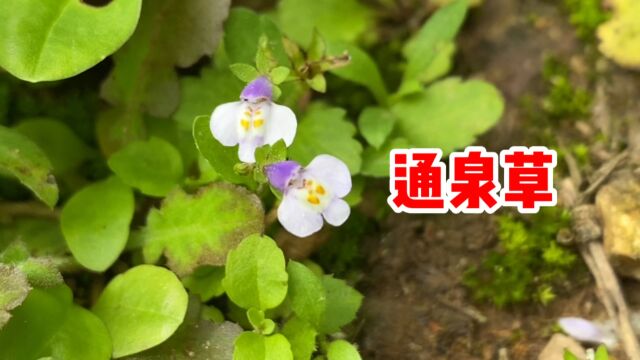 通泉草又名脓泡药,民间称之为“水源指南针”,看看你认识吗?