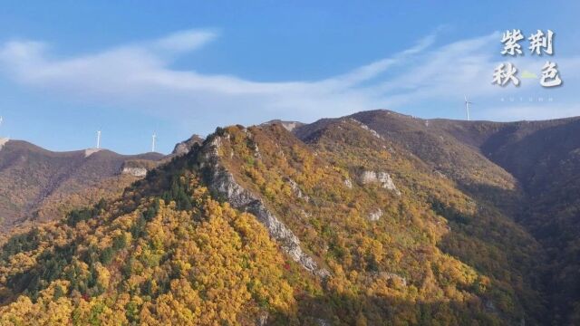 阳光明媚的日子,赏红黄无际,看层林尽染