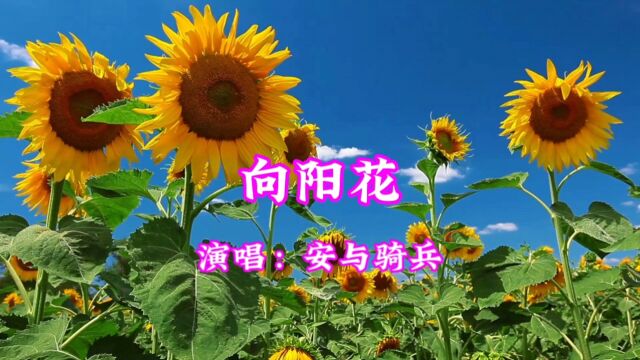 安与骑兵演唱的歌曲《向阳花》,请欣赏