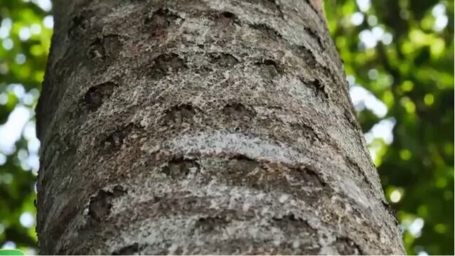 女子跟中国林业科学研究院合作,进一步完善微创生物人工不腐烂结香技术,还申请了国家专利