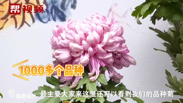 不可错过 福州西湖公园第60届金秋菊花展举办即将