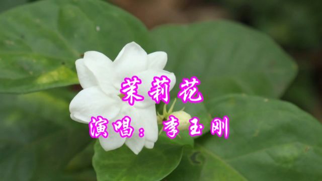 李玉刚演唱的歌曲《茉莉花》,请欣赏