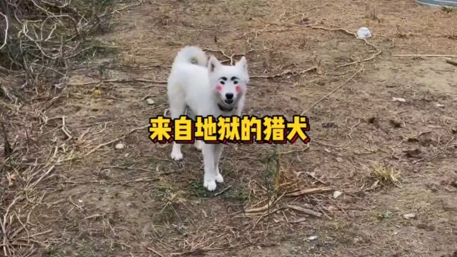 这是一只来自地狱的猎犬