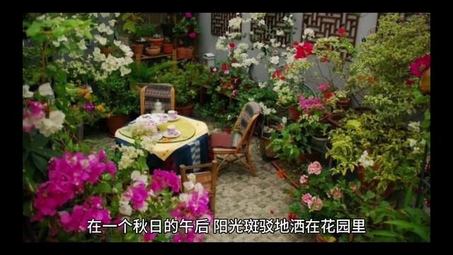 典雅的菊花