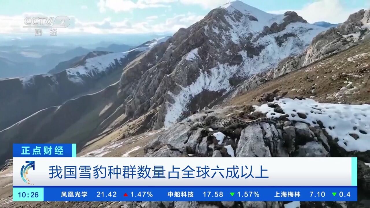 全球7000只雪豹 我国有4500只!我国雪豹种群数量占全球六成以上