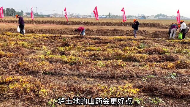 彦哥准备在焦作承包千亩山药基地,今日实地考察后觉得这项目可做