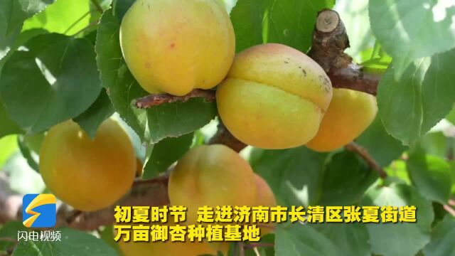 济南市长清区:游“千年张夏” 品“御道御杏”