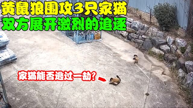 3只家猫被黄鼠狼袭击,监控拍下整个过程,家猫能否逃过一劫?