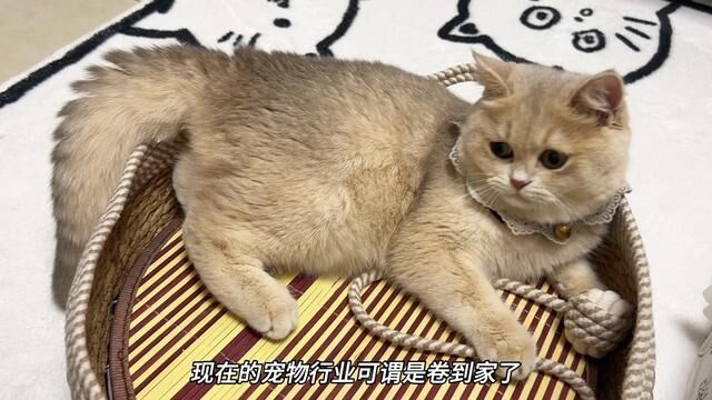 现在的宠物行业可谓是卷到家了.#养猫人 #吃货猫 #铲屎官日记 #养猫日常 #瑞梦迪