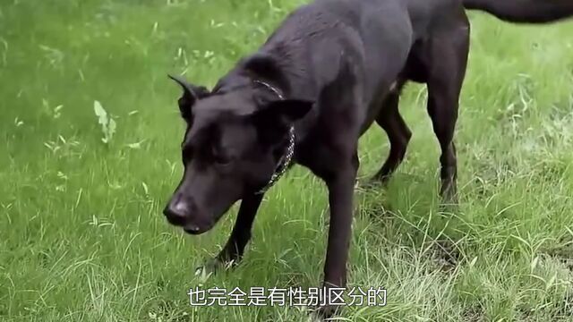 狗撒尿为什么抬起一条腿?今天终于解开多年之谜,说出来怕你不信