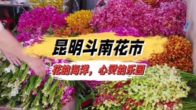 昆明斗南花市,花的海洋,心灵的乐园