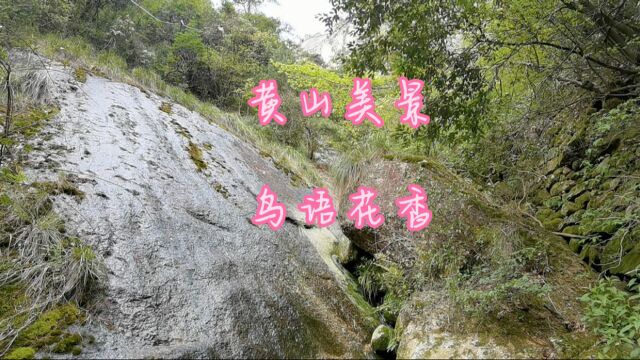 初夏的黄山太美了,山清水秀,鸟语花香.