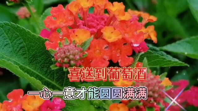 颜色好看的小花花美景欣赏,鲜花赏心悦目,温馨迷人,美不胜收了