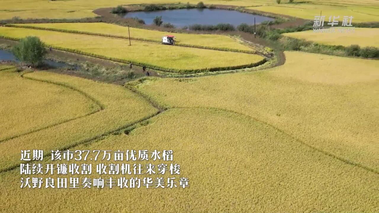 千城胜景|吉林扶余:稻香漫野迎丰年