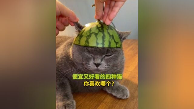 宠物解说:便宜又好看的四种猫,你喜欢哪个? #萌宠成精了