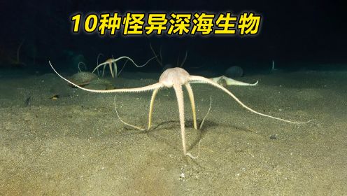 这不是科幻电影，这是2400米深海底！10种令人毛骨悚然的海洋生物