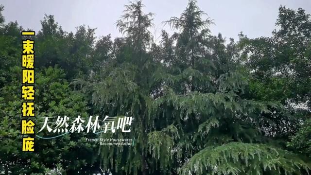 雨后清晨的校园 #绿意盎然 #身边风景