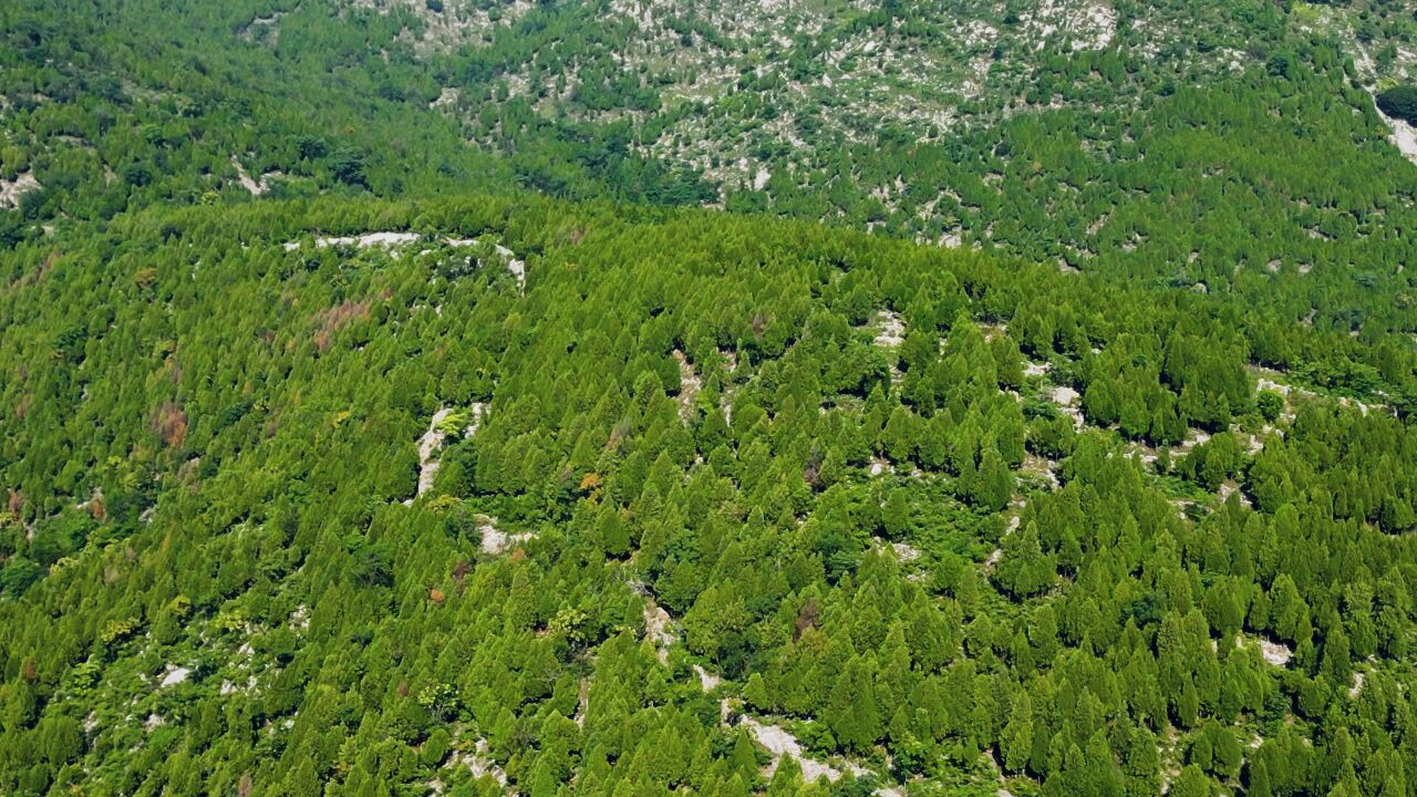 仲夏时节航拍枣庄袁寨山 满目青翠风景如画