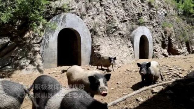 【央媒聚焦】石家庄灵寿:生态散养香猪 农民致富新路子