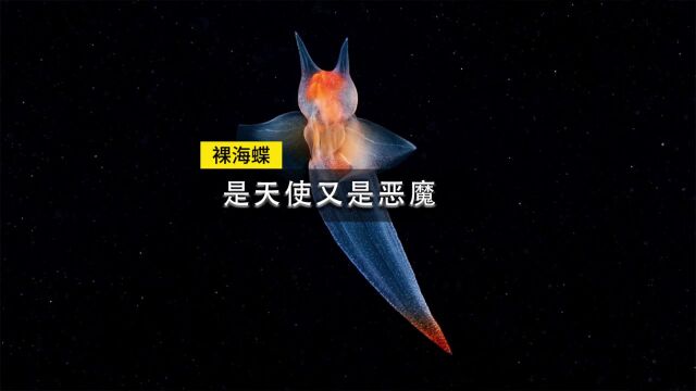 裸海蝶一种长得像天使的海洋生物