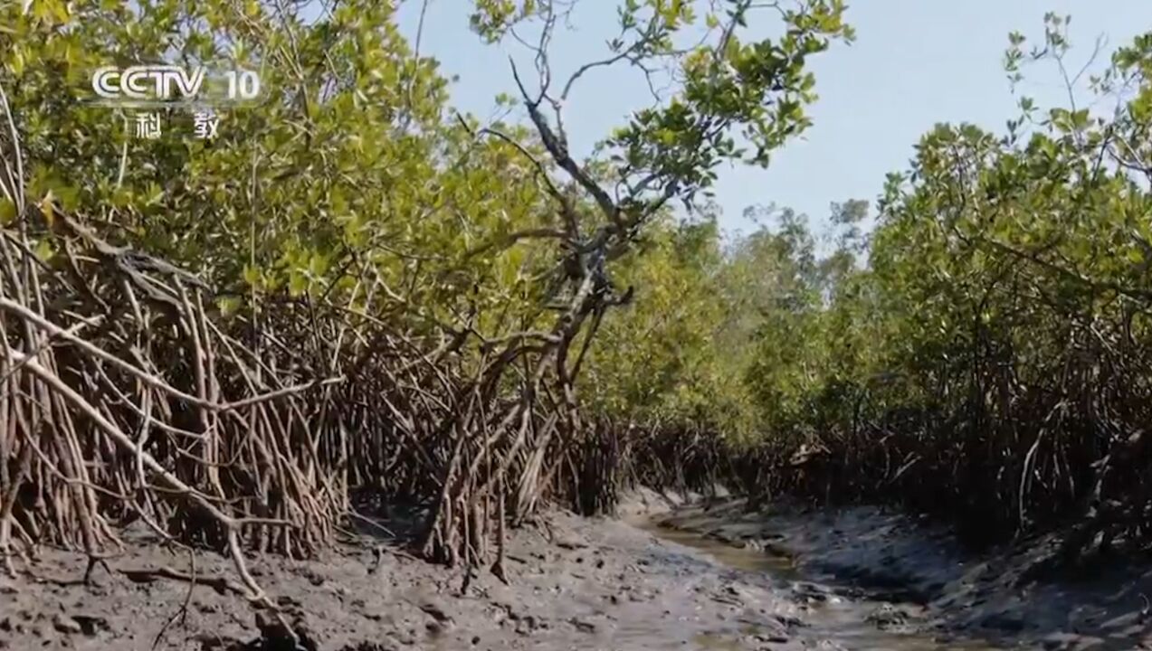 红树庞大的根系互相交错,形成了一个错综复杂的迷宫