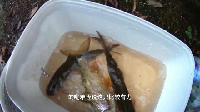 野溪垂钓,钓这种野生溪鱼就是过瘾