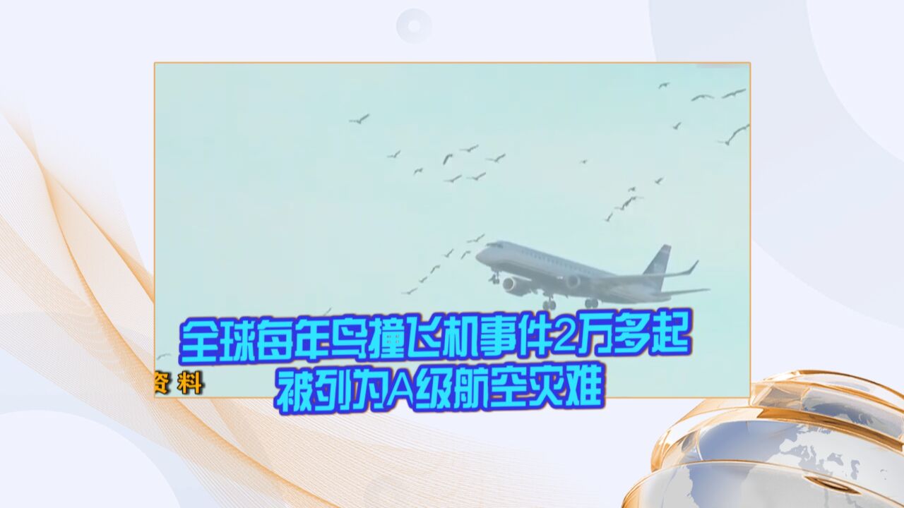 全球每年鸟撞飞机事件2万多起 被列为A级航空灾难