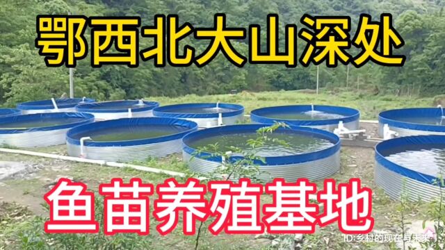 实拍鄂西北大山深处的美丽家乡,湖北省十堰市竹溪县泉溪镇大木厂村鱼苗养殖基地