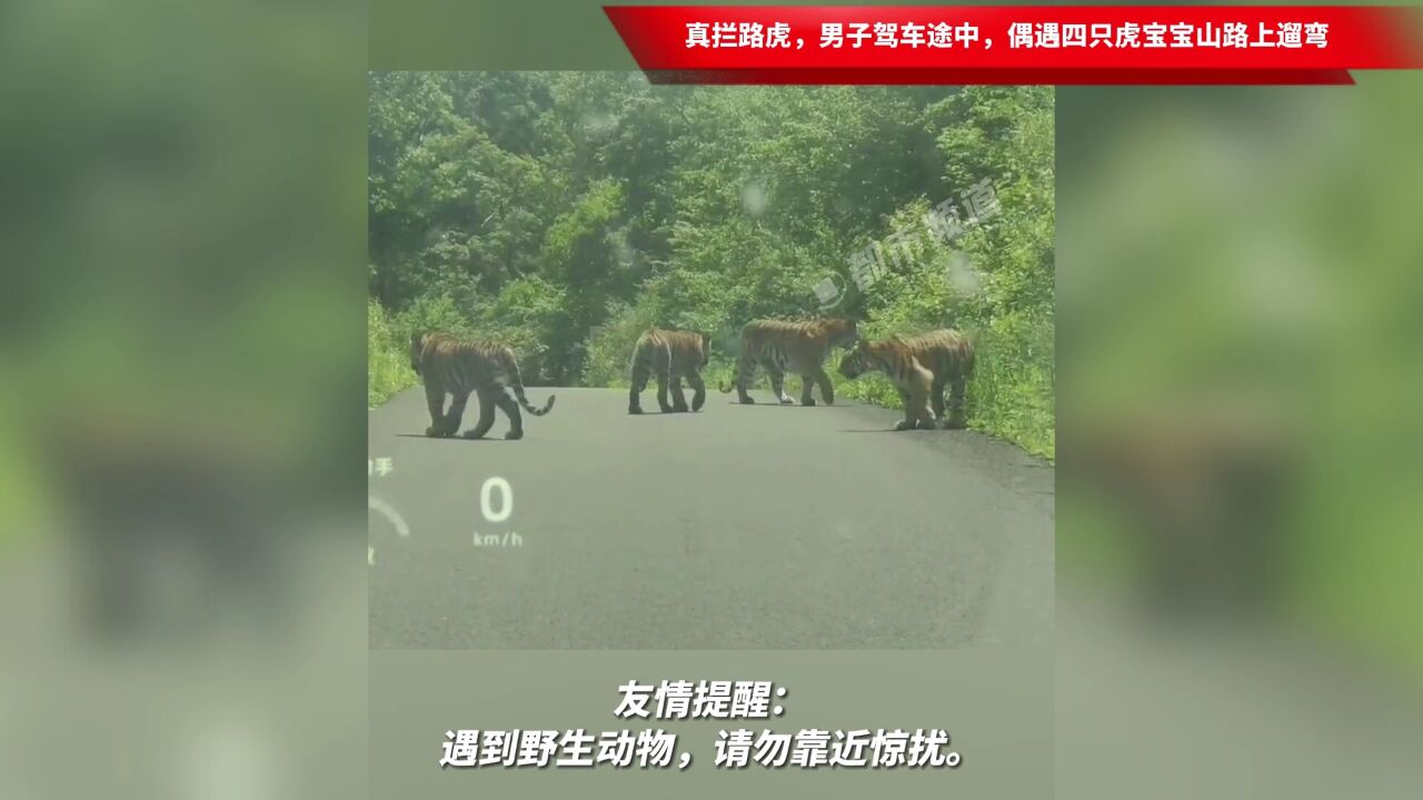 真拦路虎,男子驾车途中,偶遇四只虎宝宝山路上遛弯