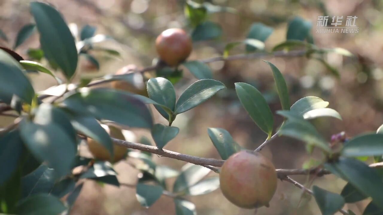 湖南宁远:油茶香满山 丰收采摘忙