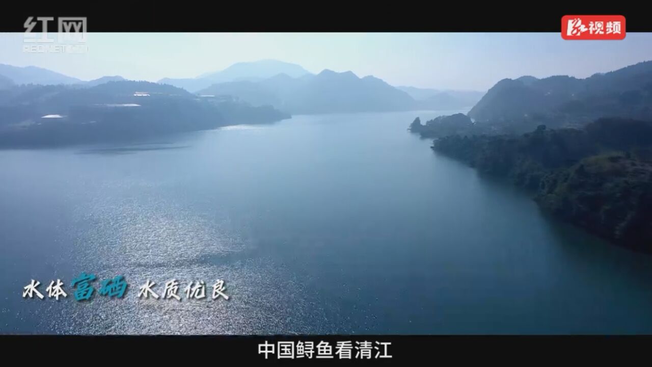 湖北宜都鲟鱼产业蝶变|“鲟”出百亿好“钱”景