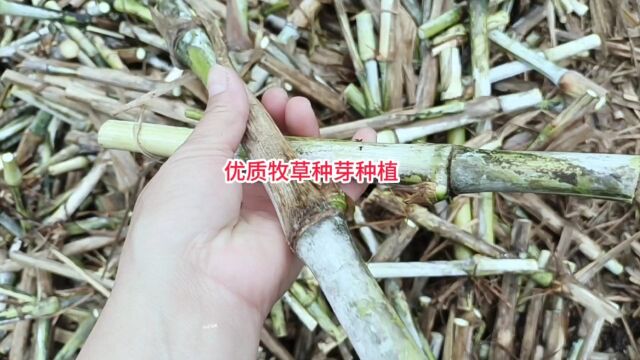 贵州贞丰县高原牧草种植,优质巨菌草种芽持续提供给养殖户种