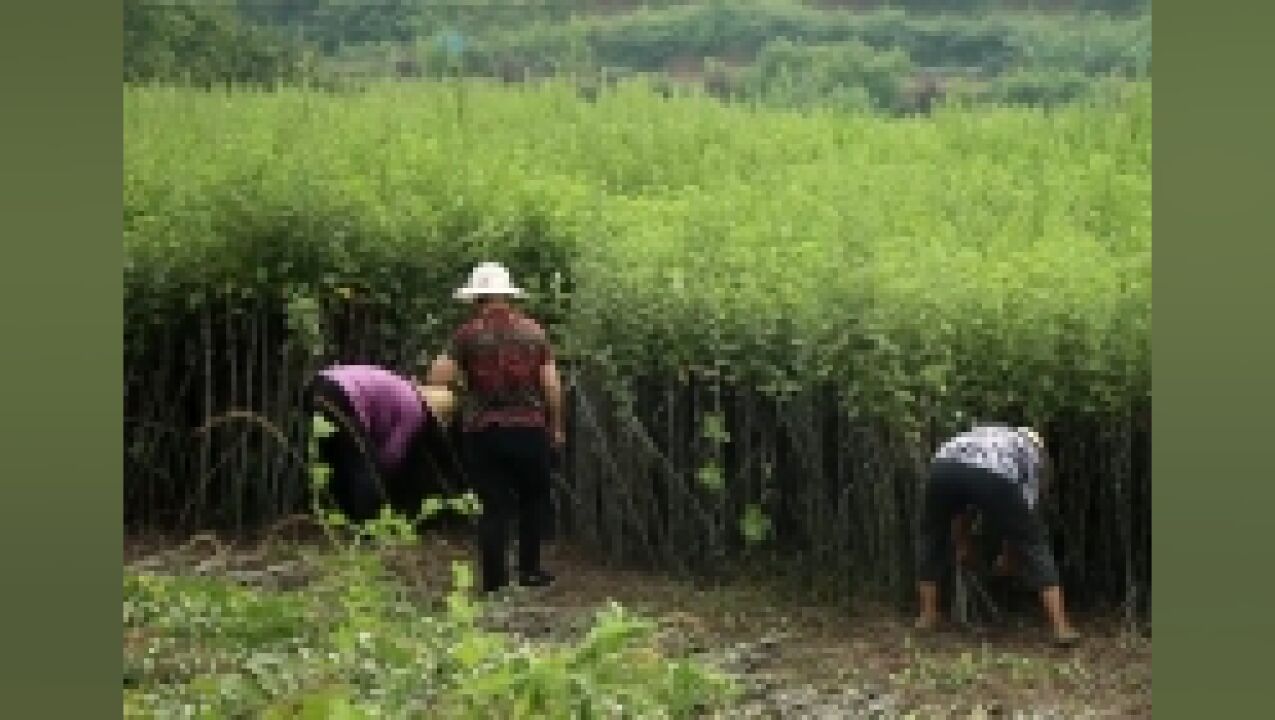 重庆铜梁:端午采艾好时节 5000亩艾草供应端午市场