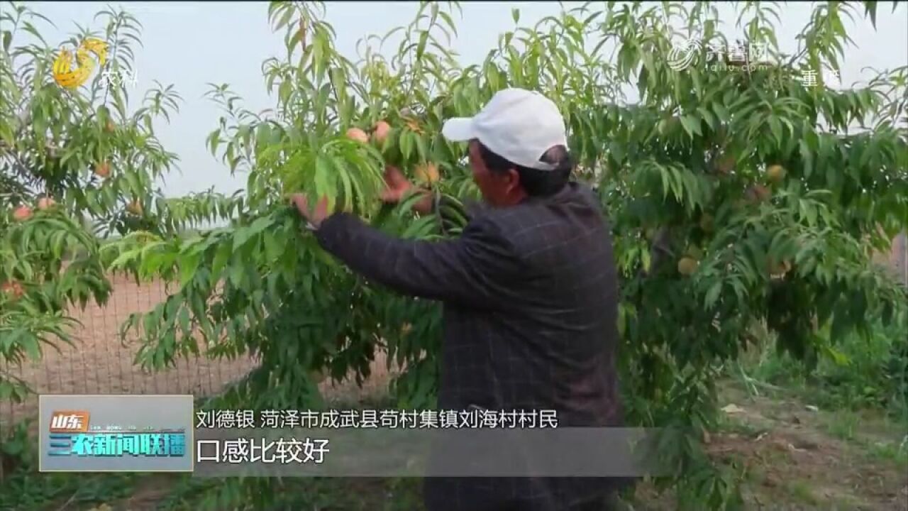 菏泽成武:200亩鲜桃迎采摘季,果香四溢,吸引不少游客前来采摘