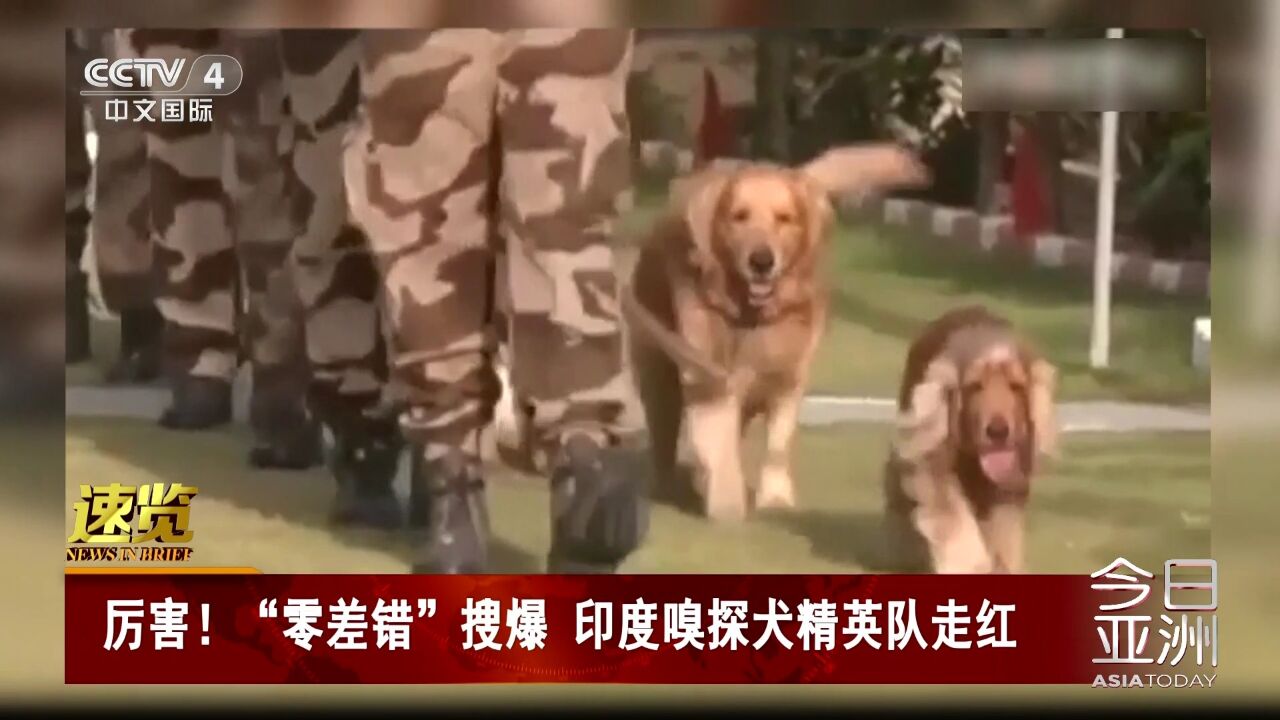 厉害!“零差错”搜爆 印度嗅探犬精英队走红