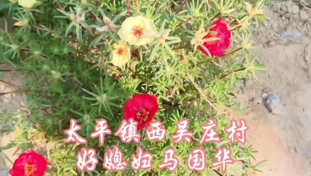 【原阳好人】太平镇西吴庄村好媳妇马国华#“原阳好人”“记者百村行”进基层系列报道 #户户有好人