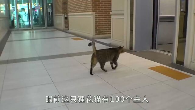 千家的猫一家的狗,流浪猫因为太聪明,遭数名老板争夺抚养权